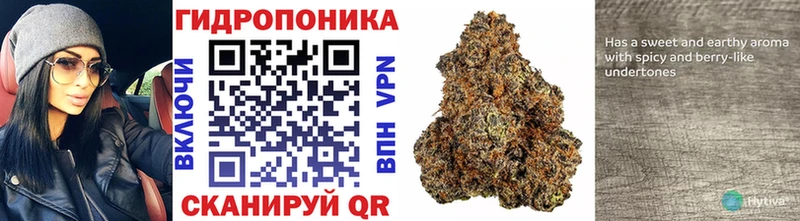 где купить наркоту  Сосновый Бор  Каннабис VHQ 